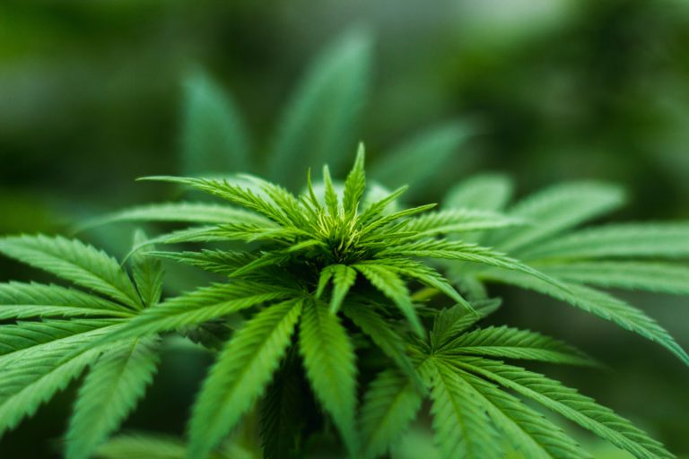 blur cannabis close up 606506 768x512 1